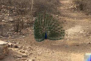 A wild peacock spreading it's feathers