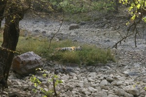 A tiger relaxing....