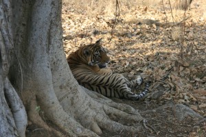 The closest I got to a tiger....