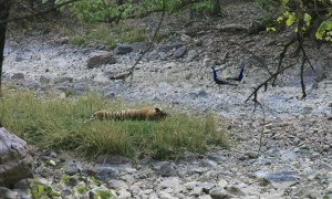 A few peacocks were brave enough to walk right by a tiger