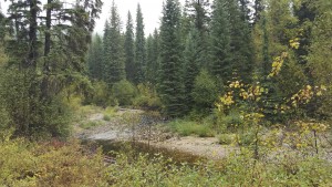 Wilkinson Creek