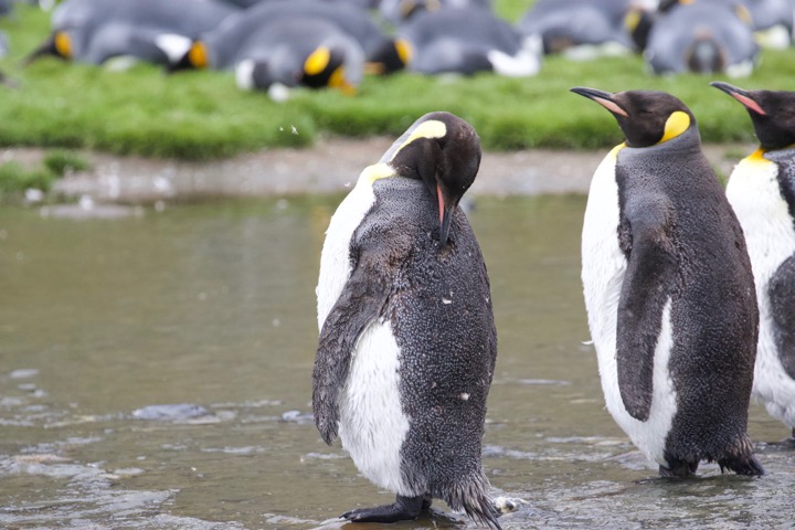 Antarctica photo 2