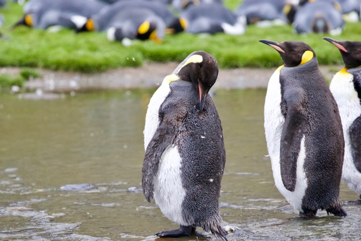 Antarctica photo 4