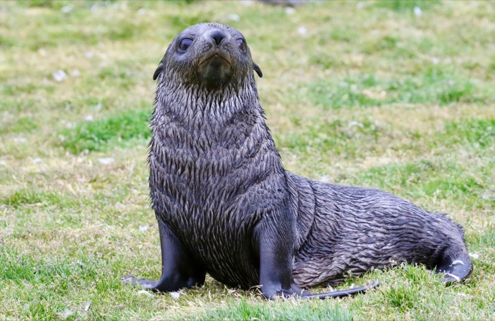 Antarctica photo 5