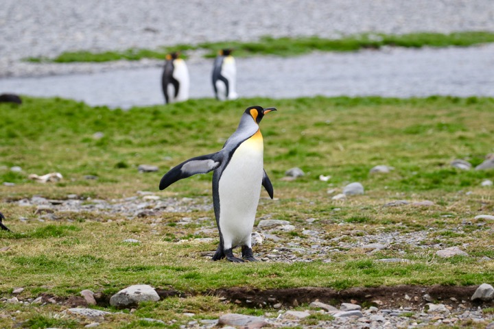 Antarctica photo 6
