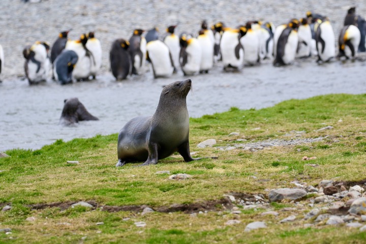 Antarctica photo 7