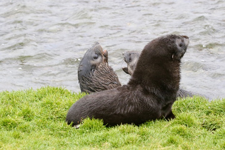 Antarctica photo 9