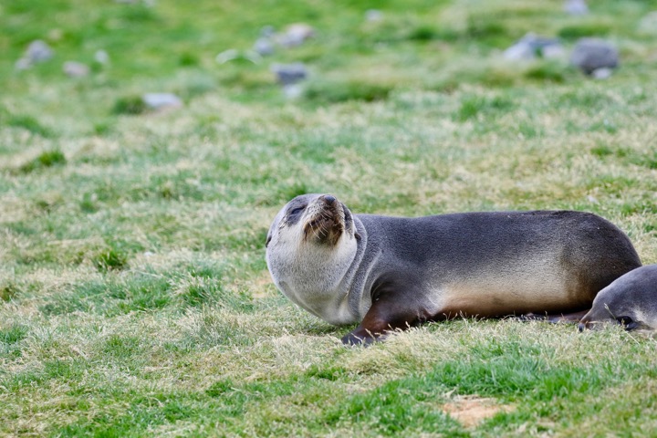 Antarctica photo 10