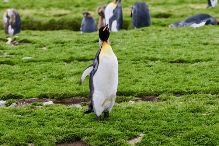 Antarctica photo 11
