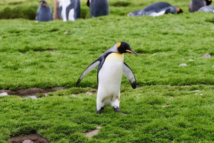 Antarctica photo 12