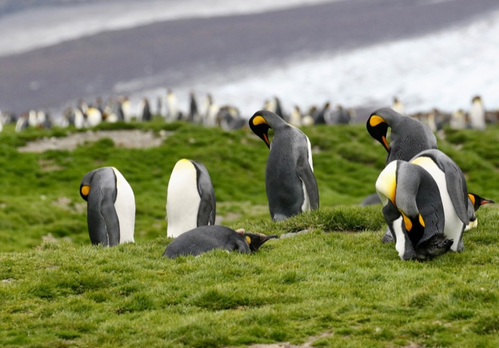 Antarctica photo 14