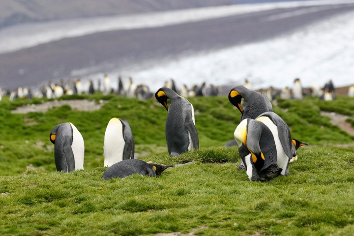 Antarctica photo 15