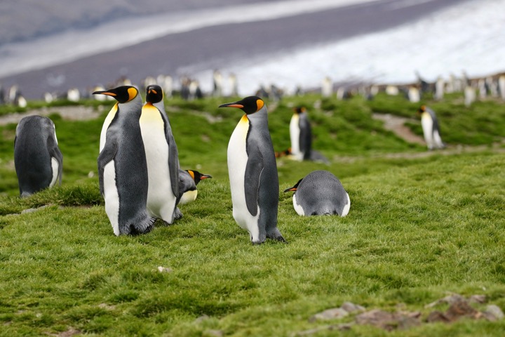 Antarctica photo 16