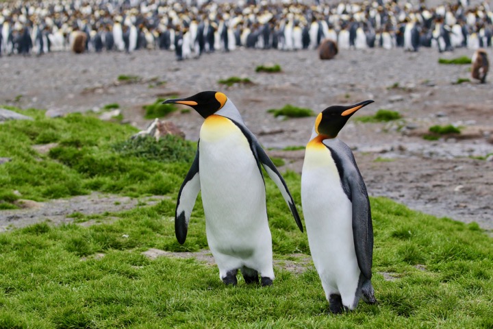Antarctica photo 17