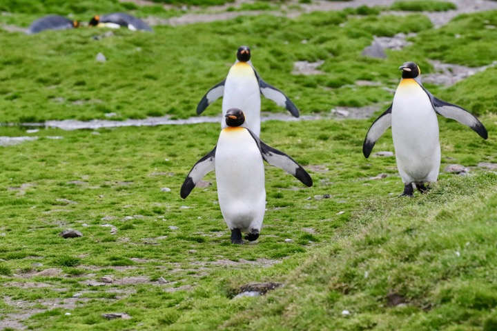 Antarctica photo 18