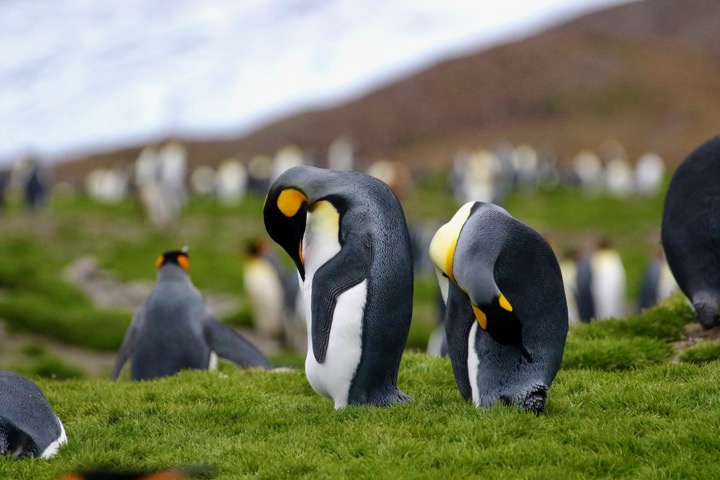 Antarctica photo 19