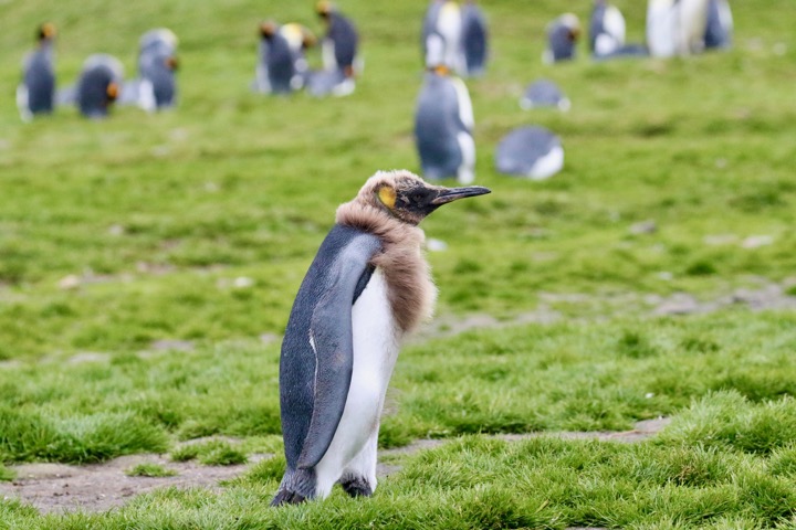 Antarctica photo 21
