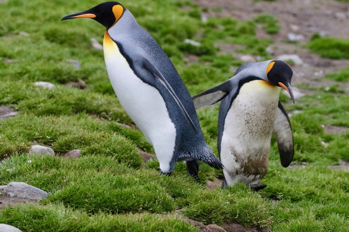 Antarctica photo 22