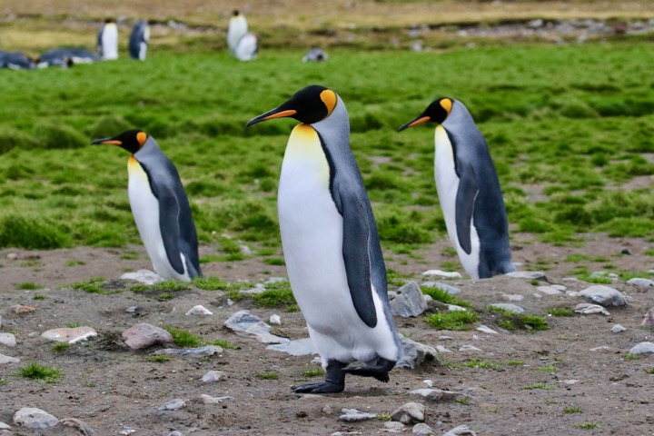 Antarctica photo 23