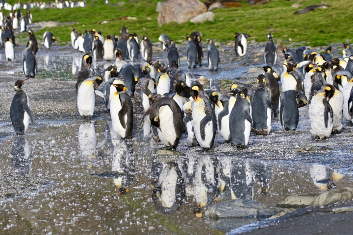 Antarctica photo 24