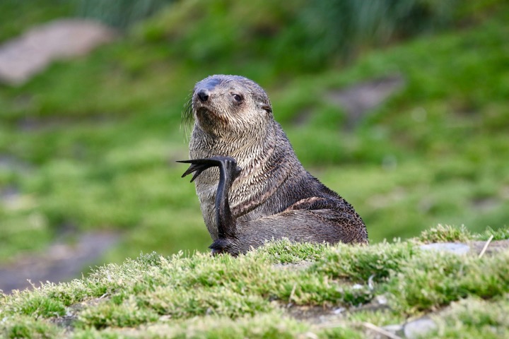 Antarctica photo 25