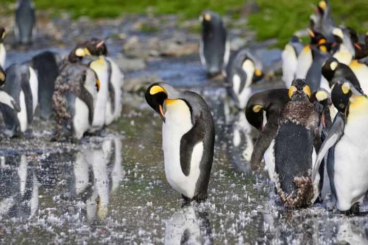Antarctica photo 26