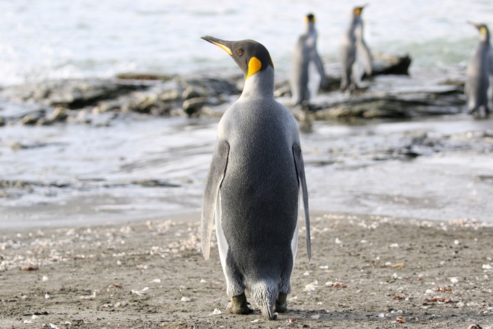 Antarctica photo 27