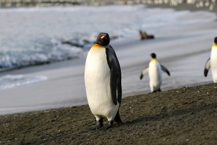 Antarctica photo 28