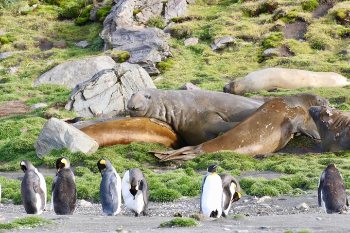 Antarctica photo 29