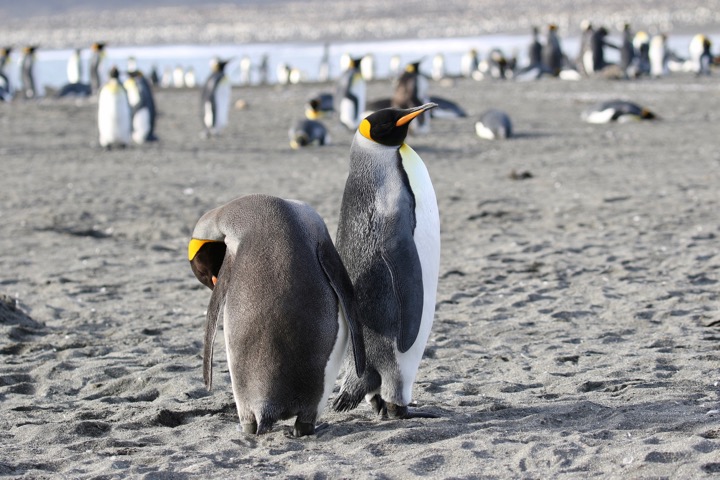 Antarctica photo 30