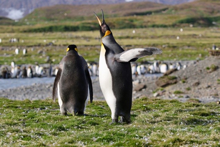 Antarctica photo 31