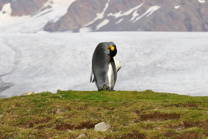 Antarctica photo 32