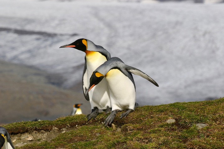 Antarctica photo 33