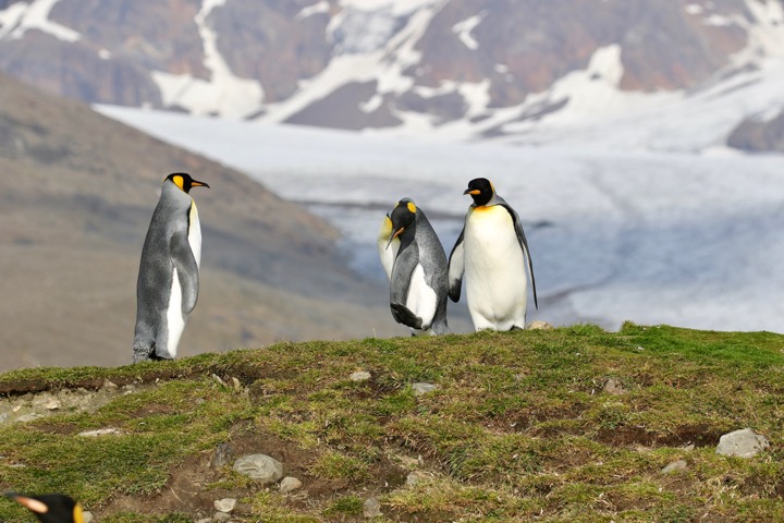 Antarctica photo 34
