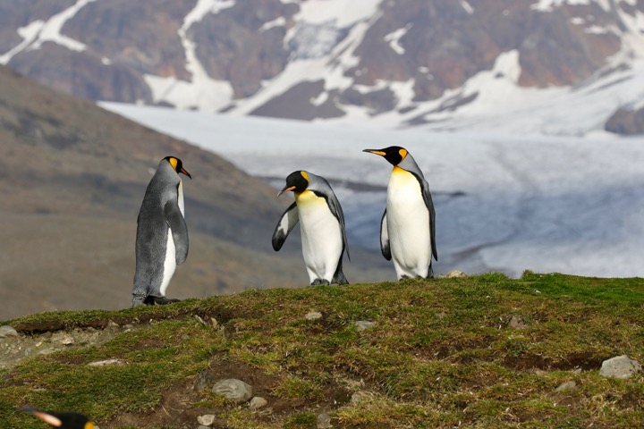 Antarctica photo 35