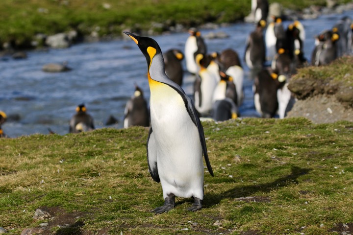 Antarctica photo 36
