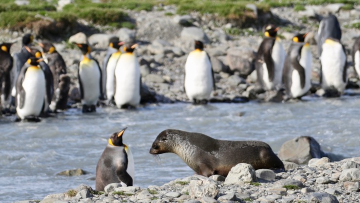 Antarctica photo 37