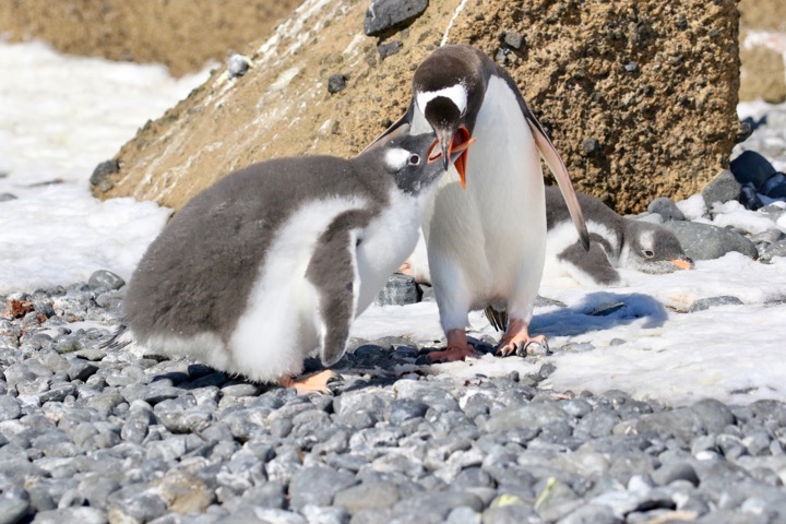 Antarctica photo 39