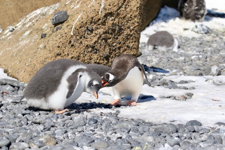 Antarctica photo 40