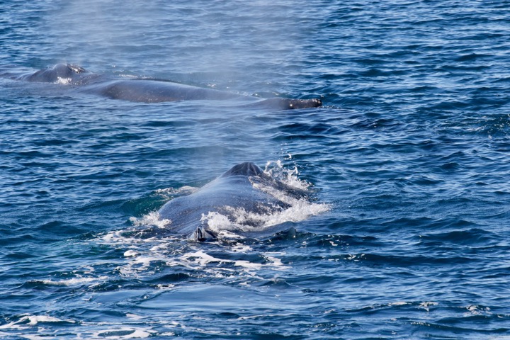 Antarctica photo 46