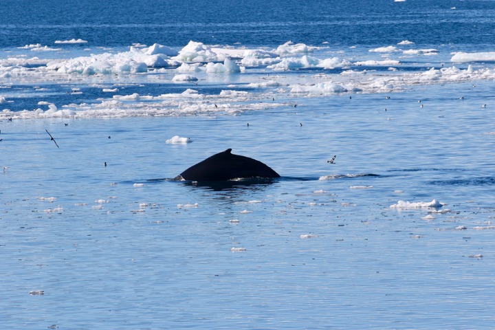 Antarctica photo 47