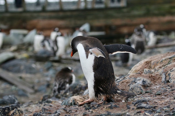 Antarctica photo 49