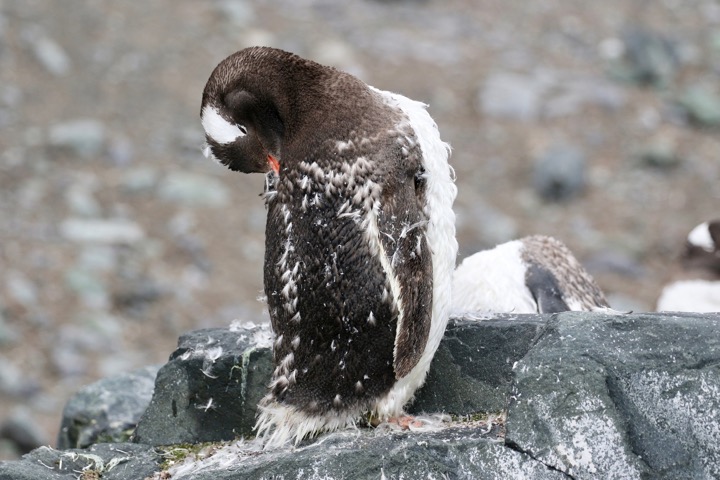 Antarctica photo 50