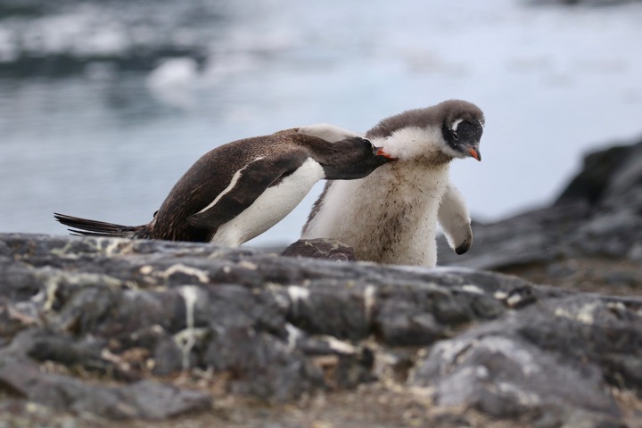 Antarctica photo 51