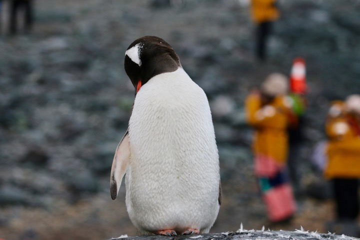 Antarctica photo 52