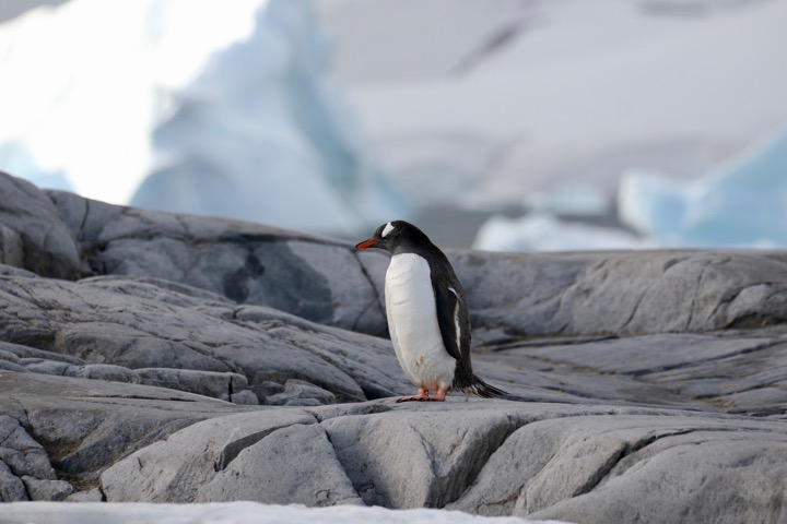 Antarctica photo 55